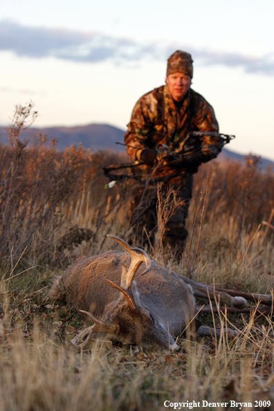 Bowhunter approaching whitetail buck kill.