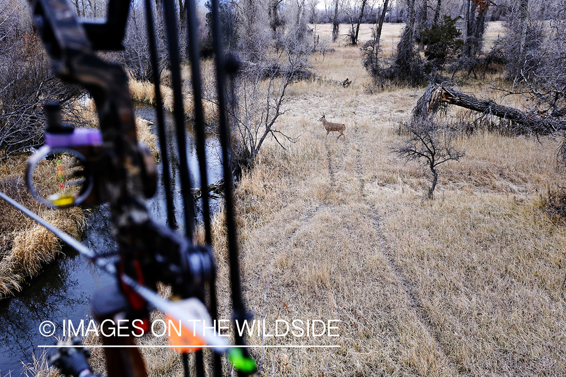 Bowhunter aiming at white-tailed buck from tree stand.