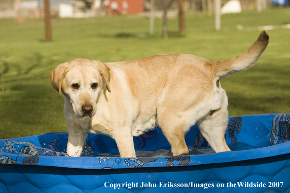 Yellow Labrador Retriever in kiddie pool