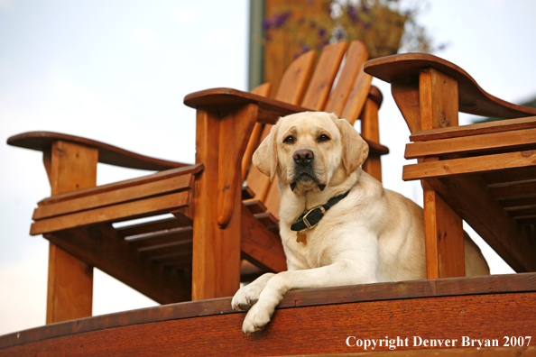 Yellow Labrador Retriever