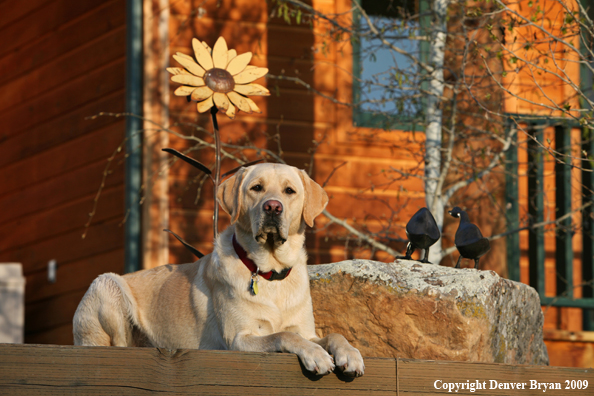 Yellow Labrador Retriever in yard