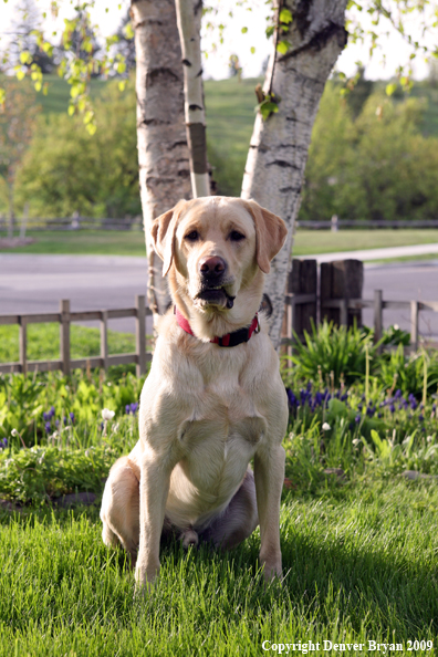 Yellow Labrador Retriever by flowers