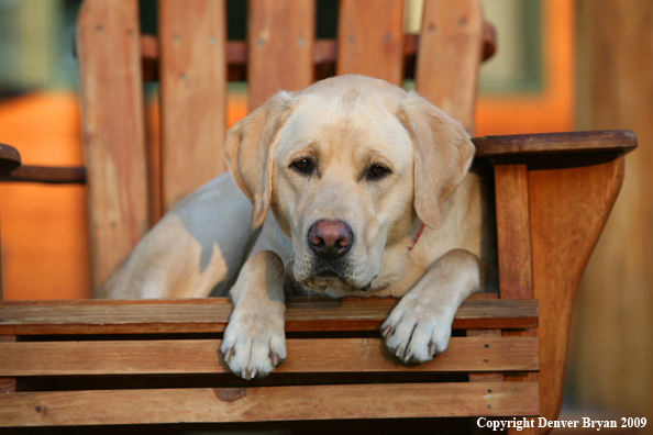Yellow Labrador Retriever in chair