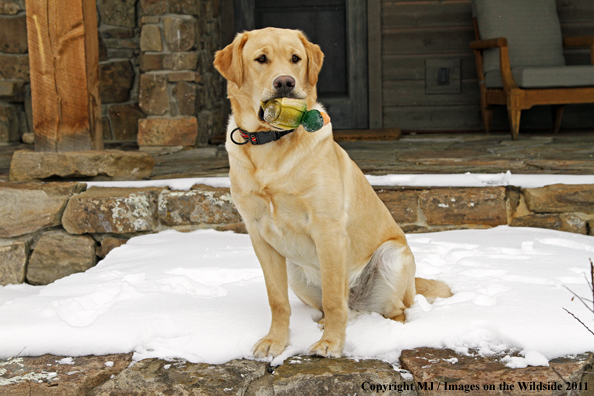 Yellow Labrador Retriever with toy in mouth