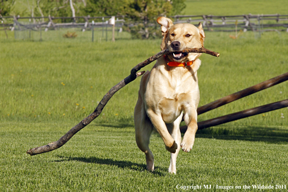 Yellow Labrador Retriever fetching stick.