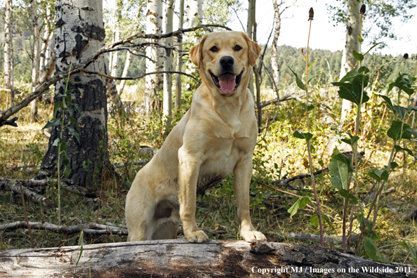 Yellow Labrador Retriever.
