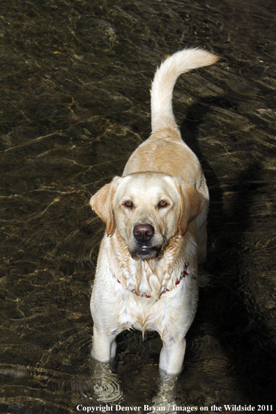 Yellow Labrador Retriever in water. 