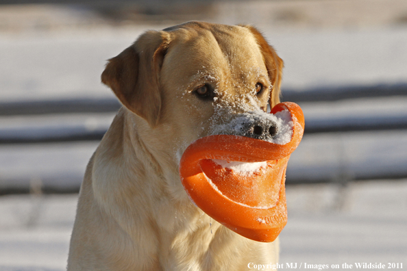 Yellow Labrador Retriever playing with frisbee.