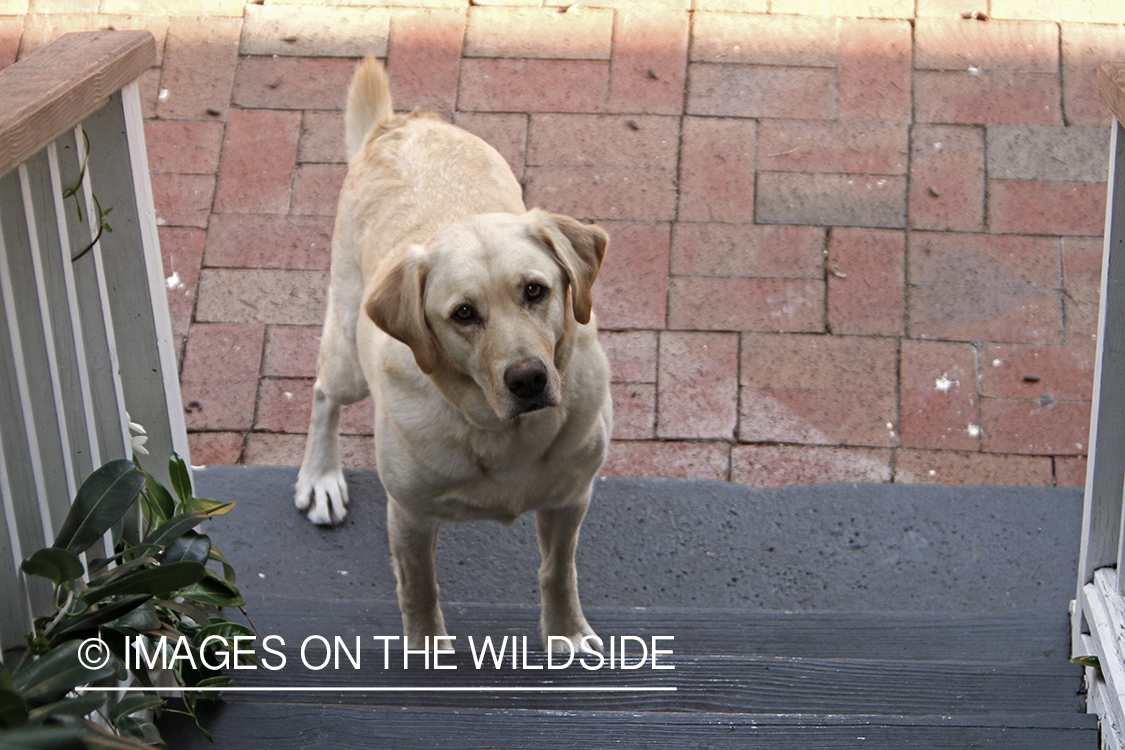 Yellow Labrador Retriever