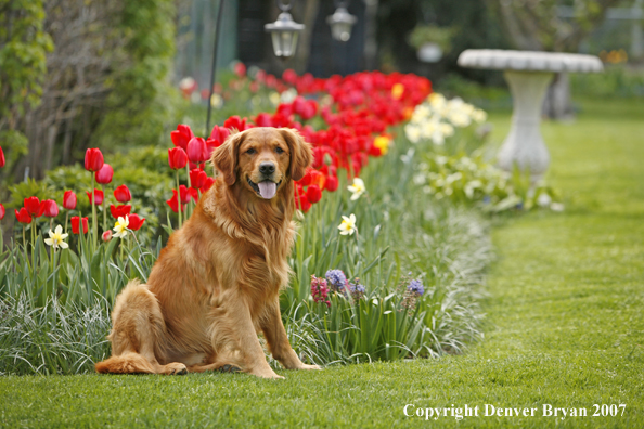 Golden Retriever