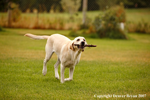 Yellow Labrador Retriever