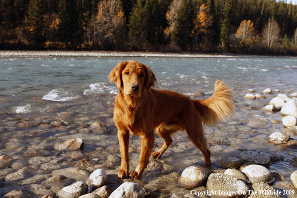 Golden Retriever
