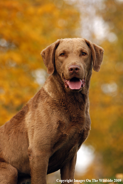Chesapeake Bay Retriever
