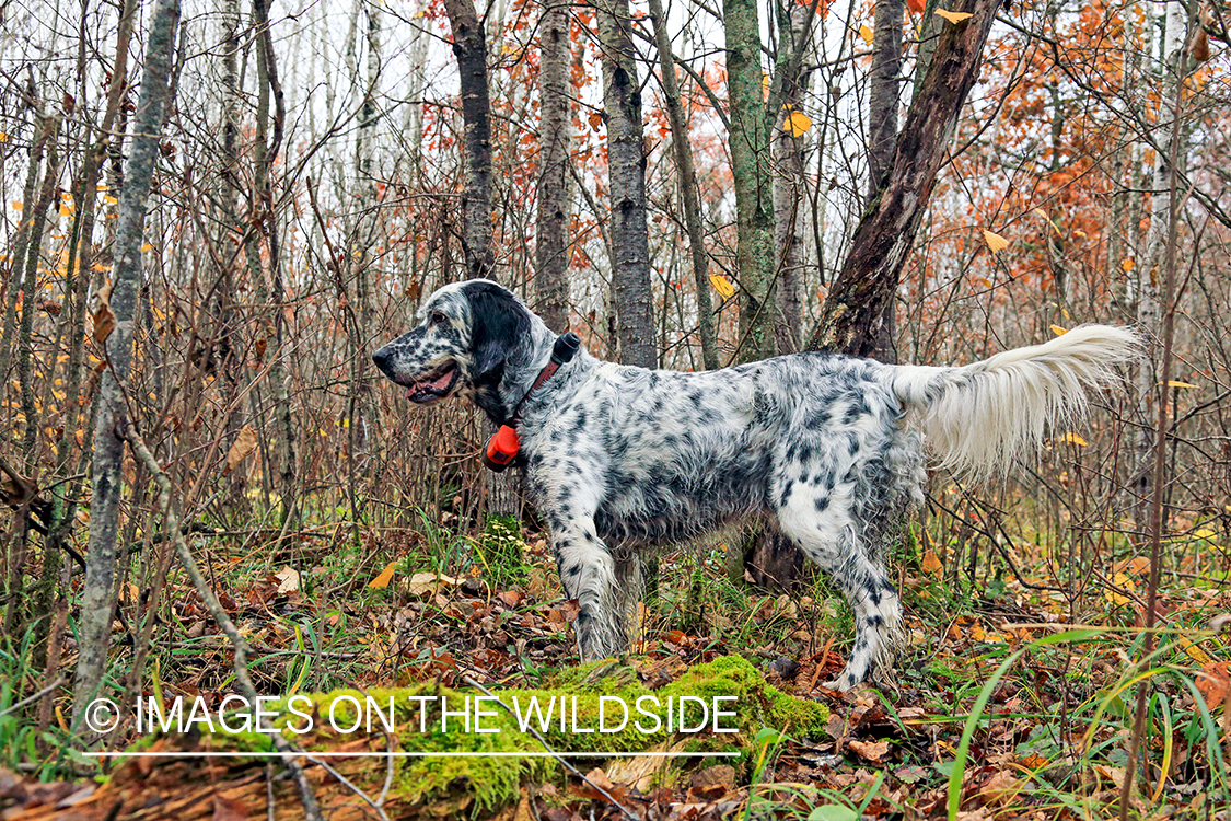 English setter in woodlands.