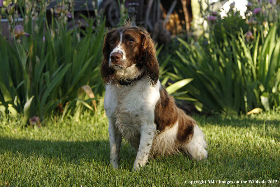 Springer Spaniel in yard.