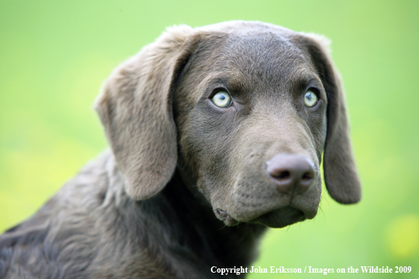 Chesapeake Bay Retriever puppy in field. 