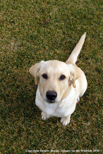 Yellow Labrador Retriever Puppy