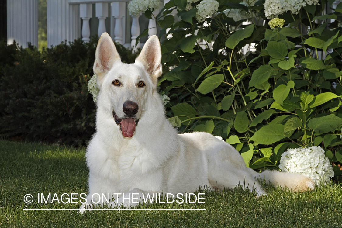 White German Shepherd