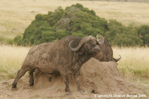 African Cape Buffalo