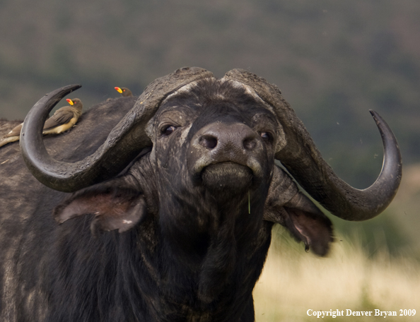 African Cape Buffalo