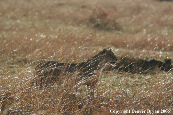 African lionesses 