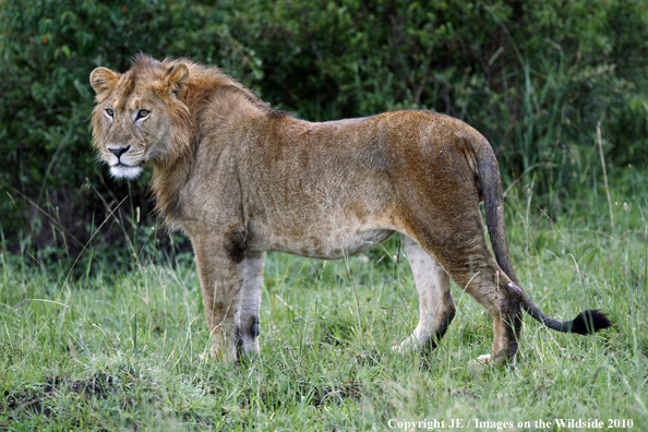 African Lion (male)