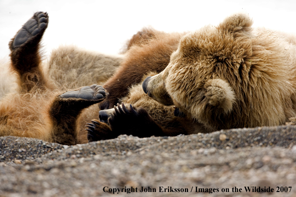Brown Bear sow with cub