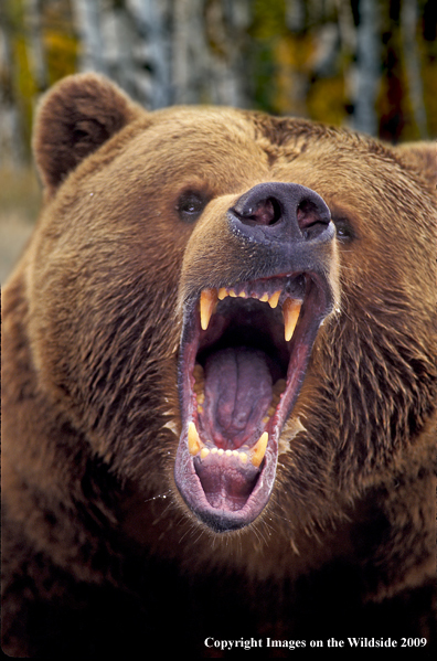 Growling Grizzly Bear