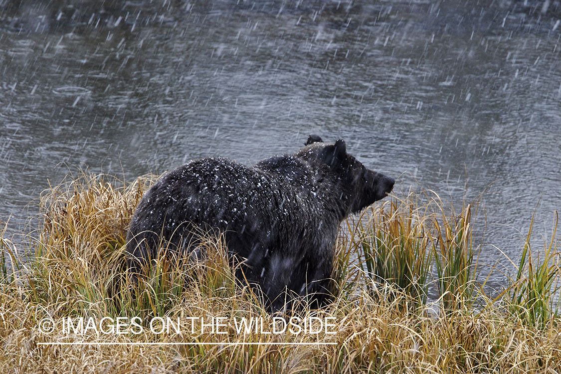 Grizzly Bear in winter habitat. 