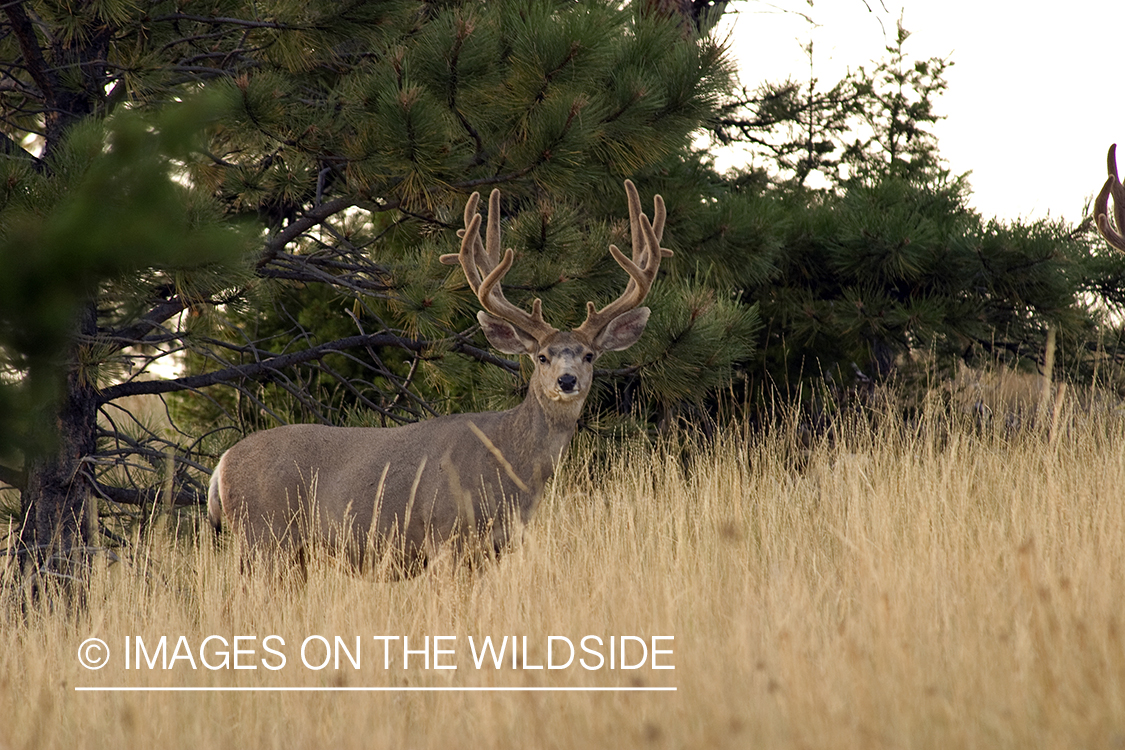 Mule deer in the velvet