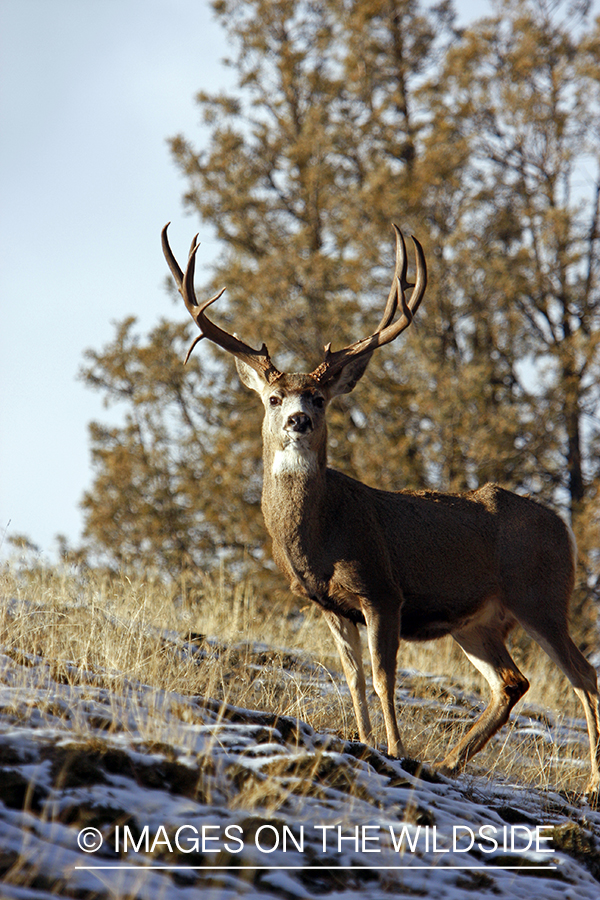 Mule deer 