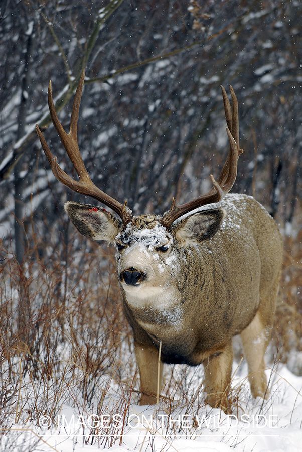 Mule deer 