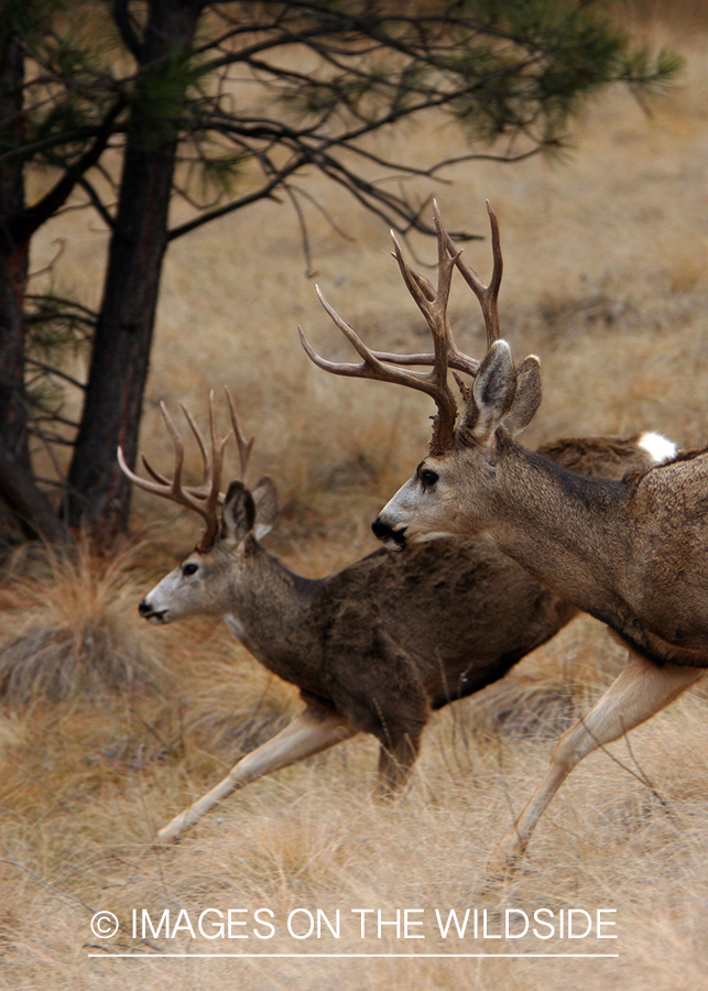Mule Deer in Field