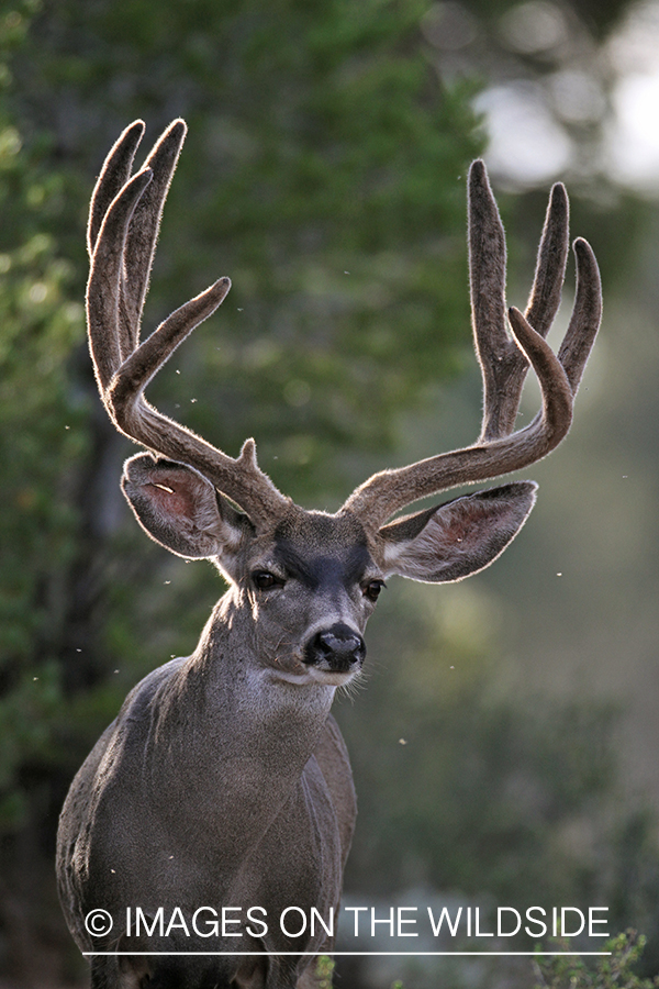 Mule deer buck in habitat.