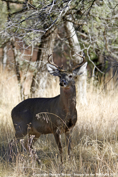 Coues white-tailed buck in field in Arizona. 