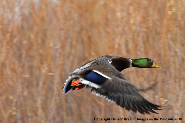 Mallard drake in flight