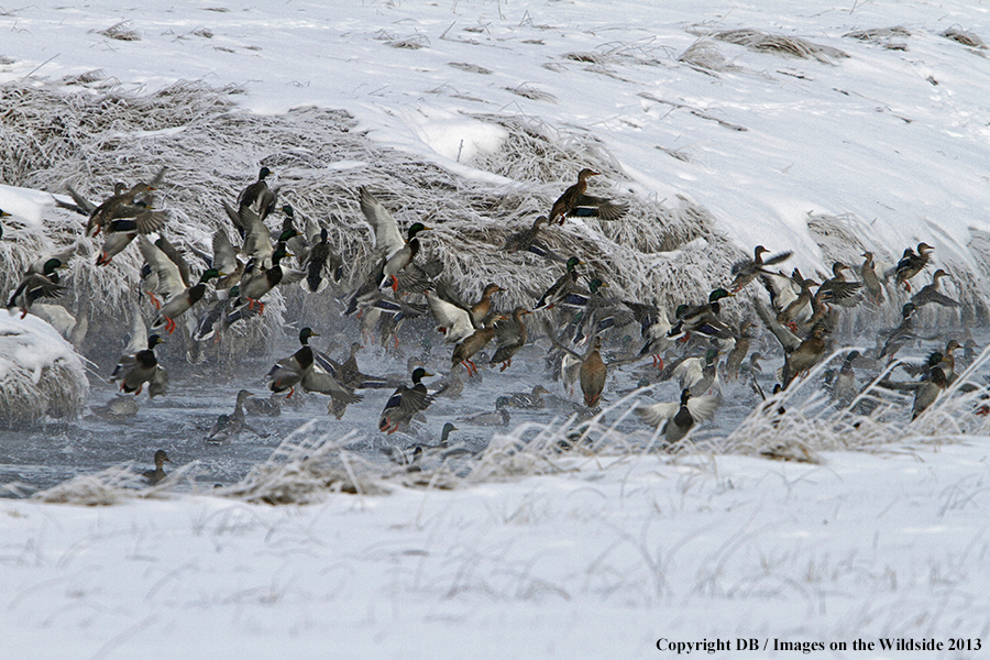 Mallards taking flight.