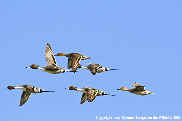 Pintail ducks in flight