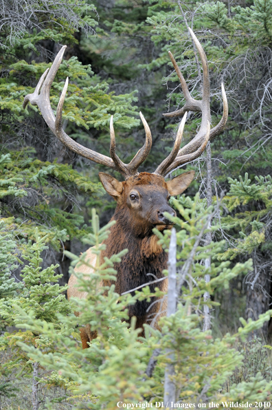 Rocky Mountain Bull Elk