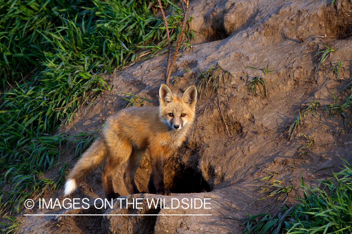 Red Fox pup near den. 