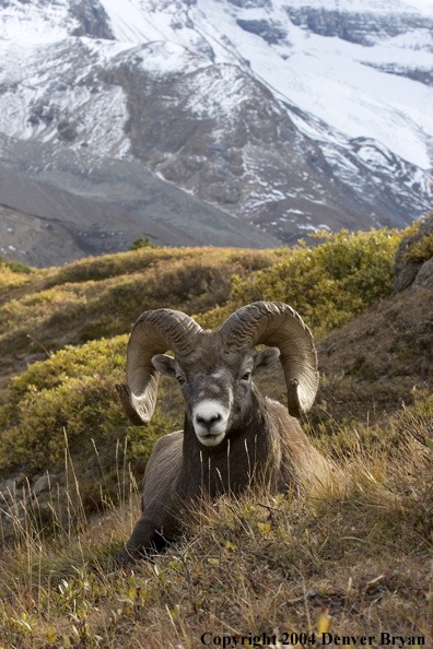 Rocky Mountain bighorn sheep (ram).