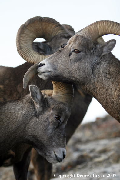 Rocky Mountain Bighorn Sheep