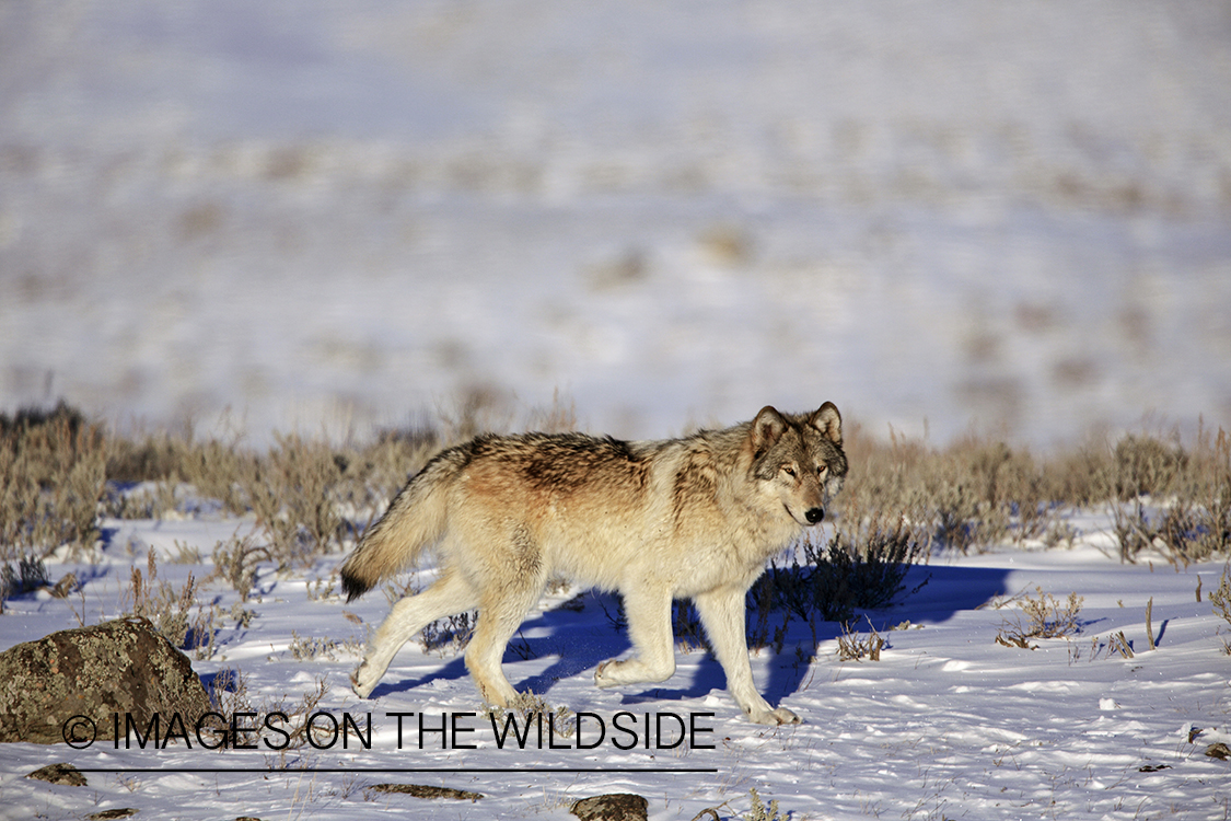 Wild free-ranging gray wolf in Yellowstone National Park.