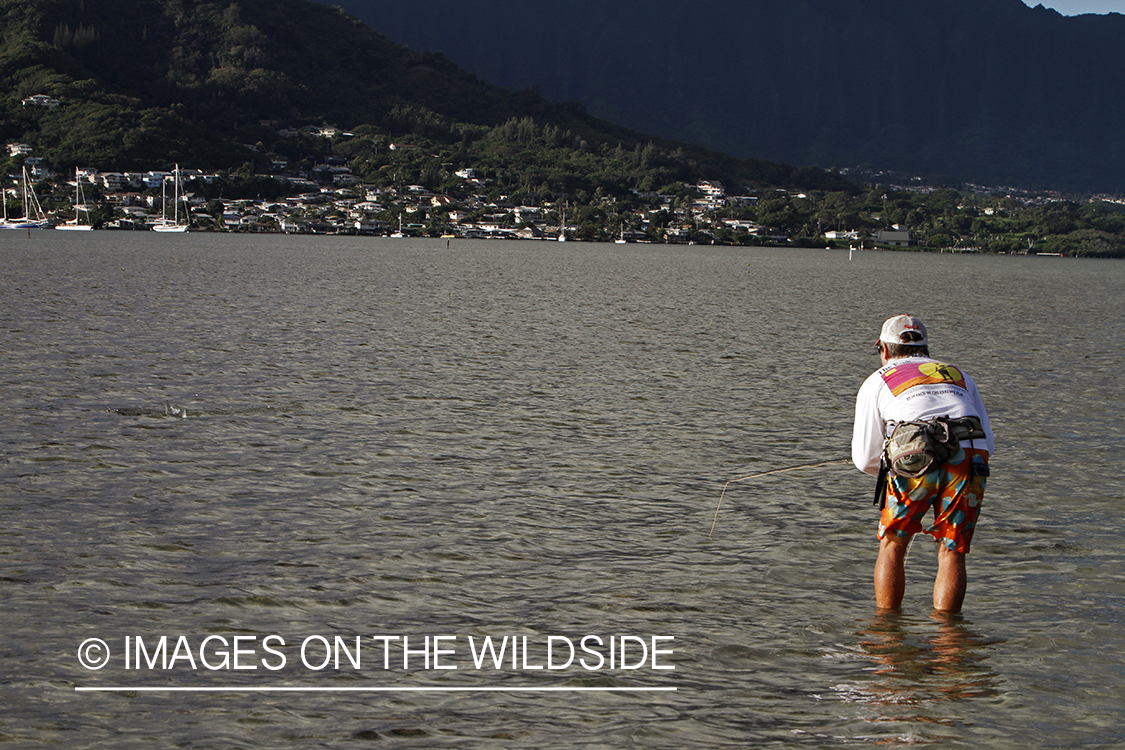 Saltwater flyfisherman fighting bonefish from flats, in Hawaii.
