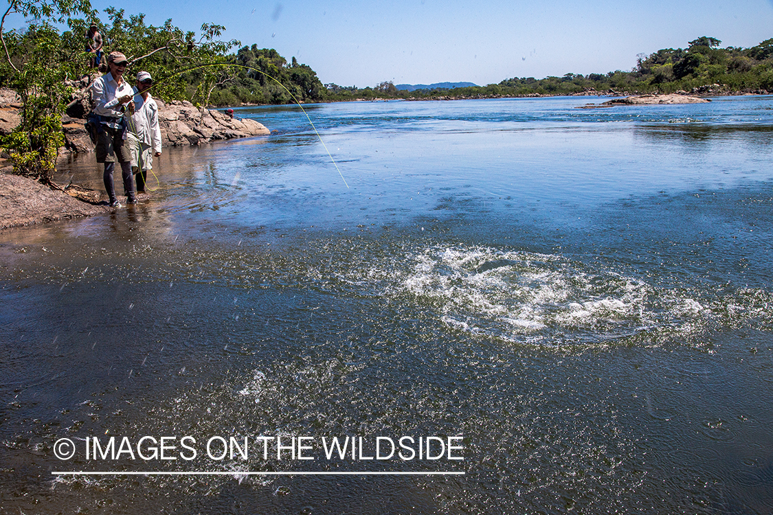 Flyfisherman fighting with fish in Kendjam region, Brazil.