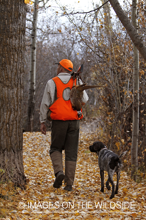 Pheasant hunter in field with Griffon Pointer.