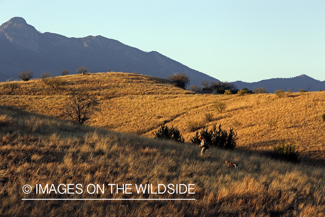 Mearns quail hunting with Brittany Spaniels.