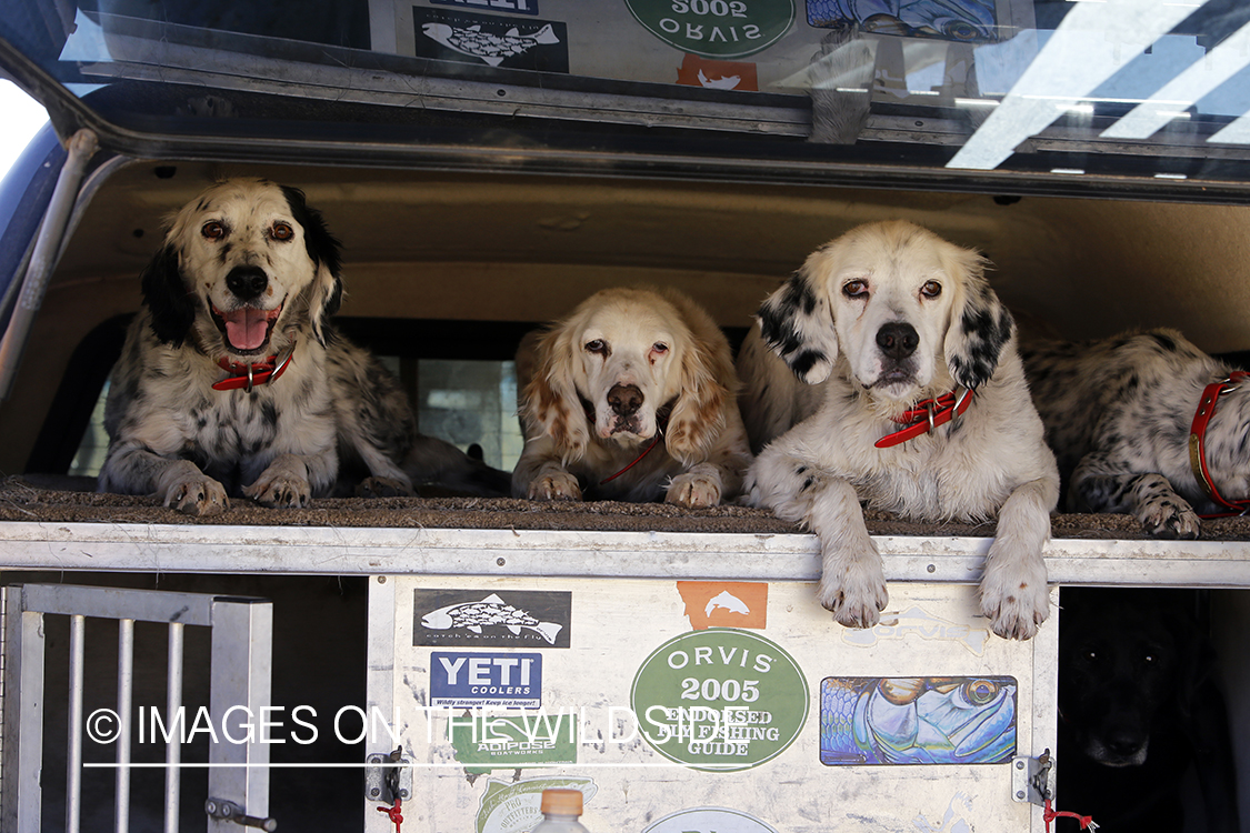 Upland game bird dogs in back of vehicle.