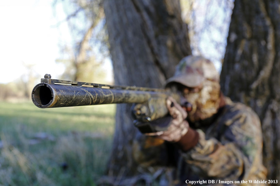 Turkey hunter aiming in field.