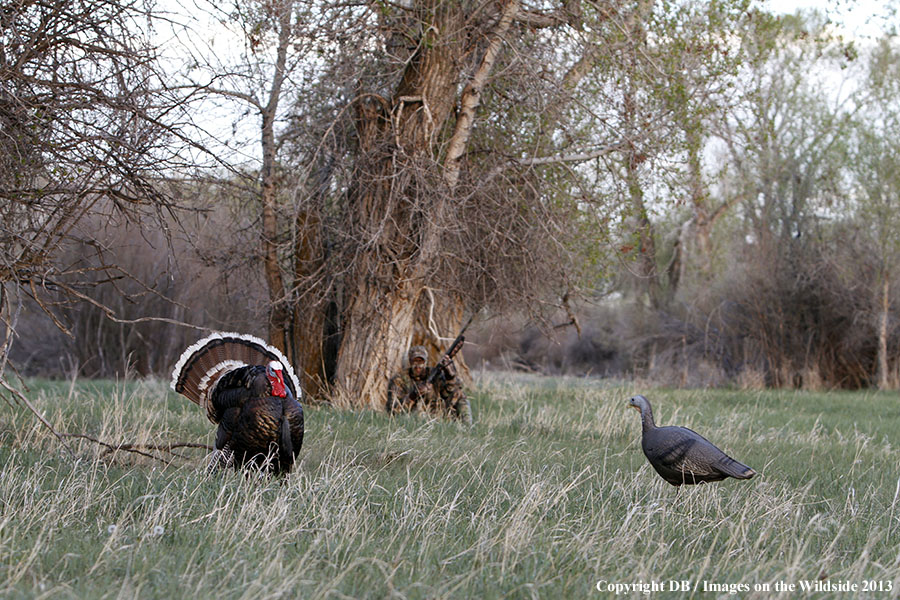 Turkey hunter shooting at gobbler with hen decoy.